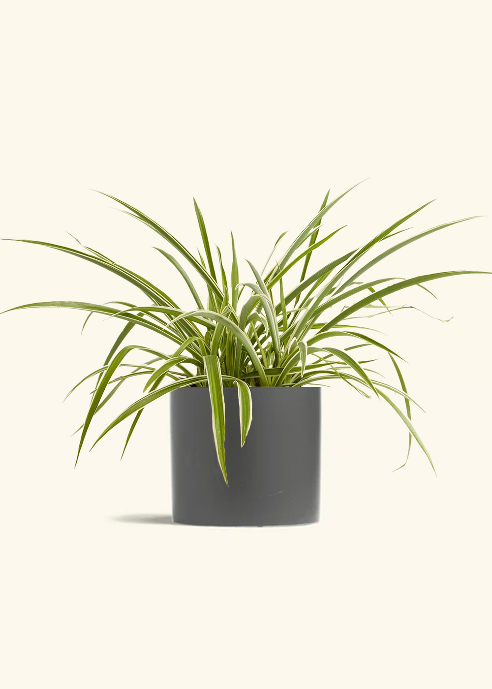 Spider Plant 'Reverse'