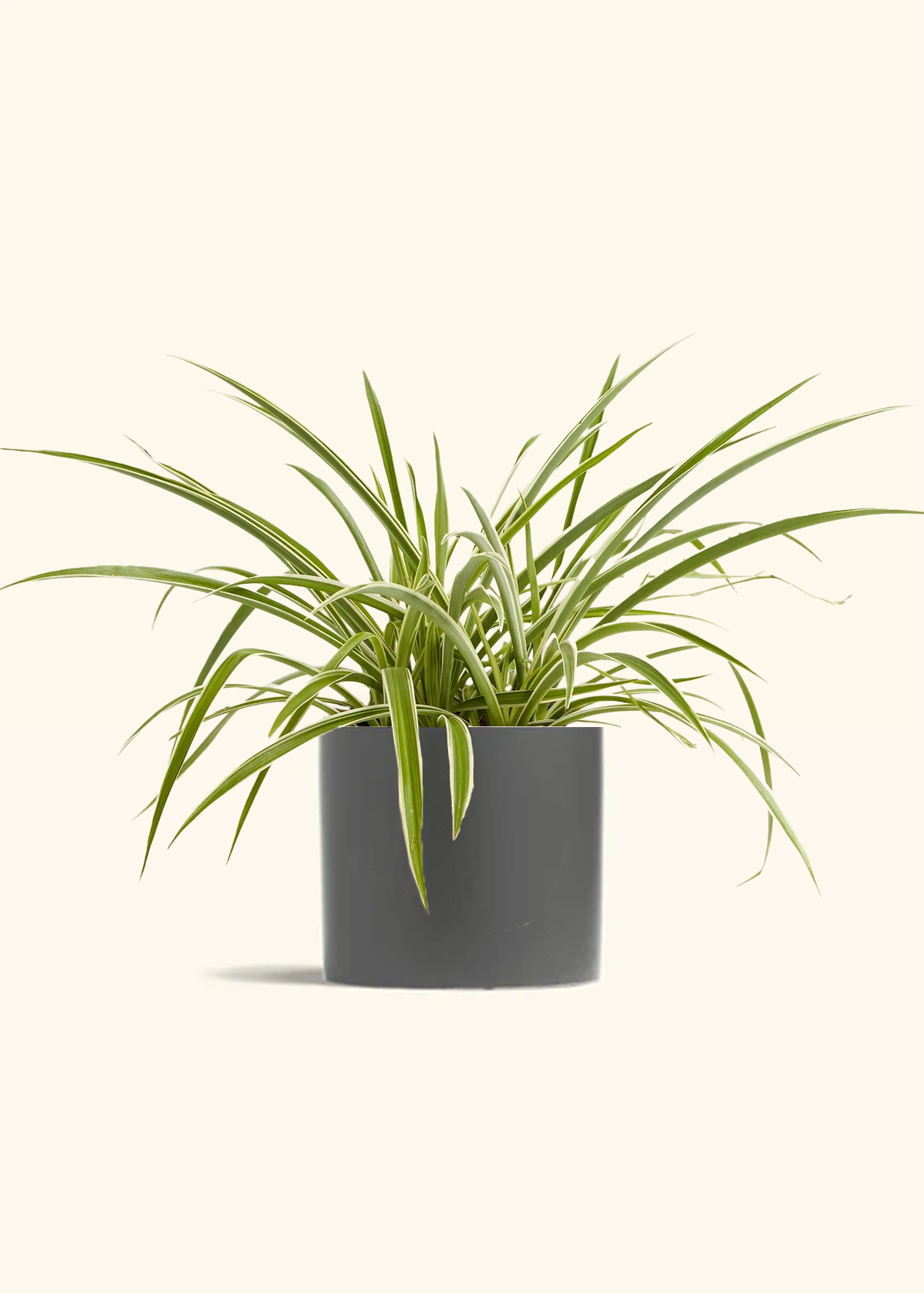 Spider Plant 'Reverse', Medium