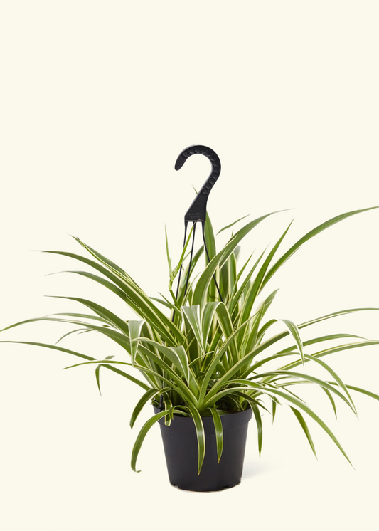 Spider Plant 'Reverse', Medium