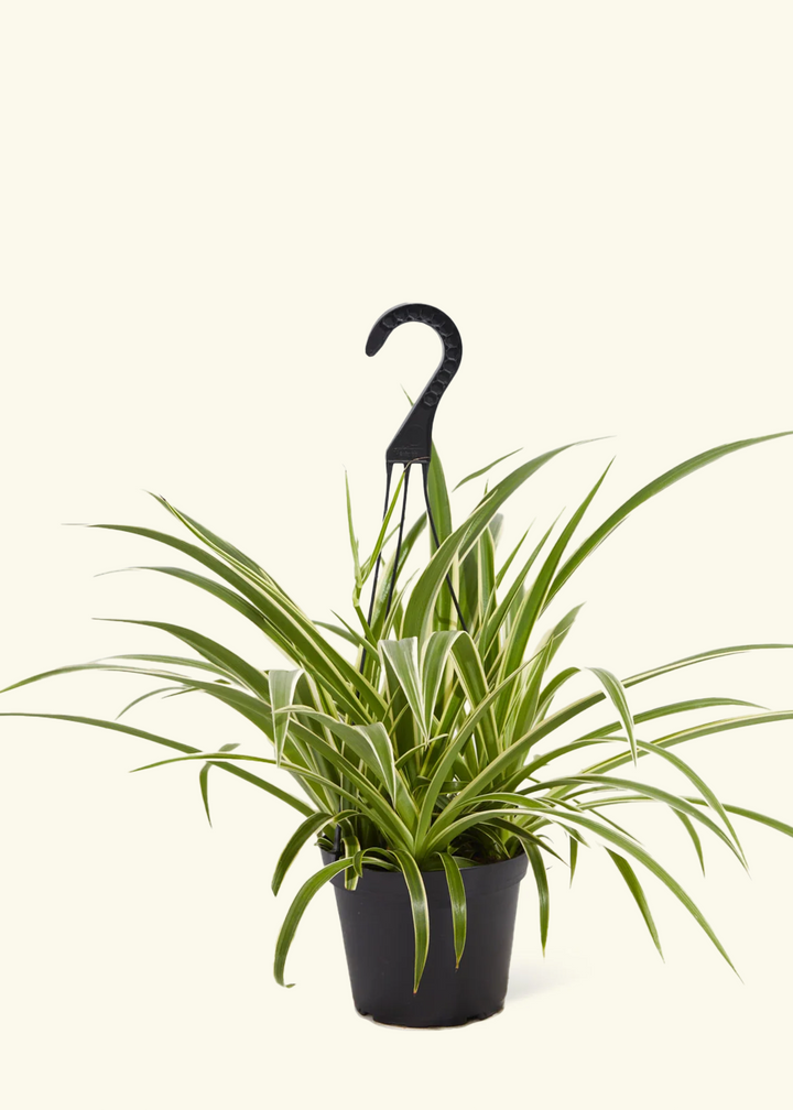 Spider Plant 'Reverse'