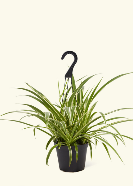 spider plant po polsku Spider Plant 'Reverse' – Hey Rooted