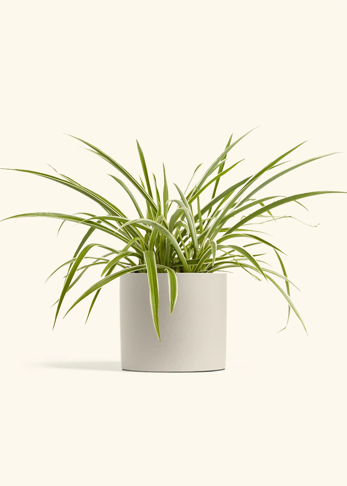 Spider Plant 'Reverse', Medium