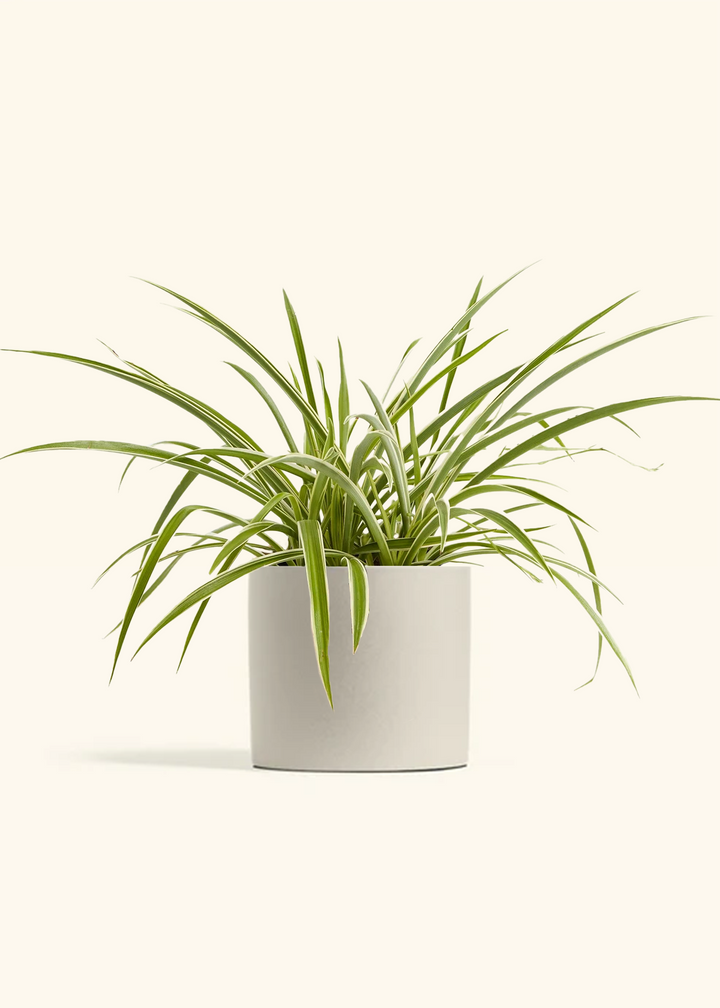 Spider Plant 'Reverse'