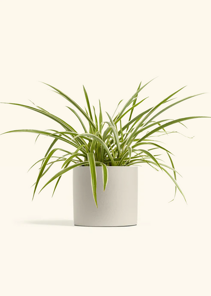 spider plant relatives Spider Plant 'Reverse' – Hey Rooted