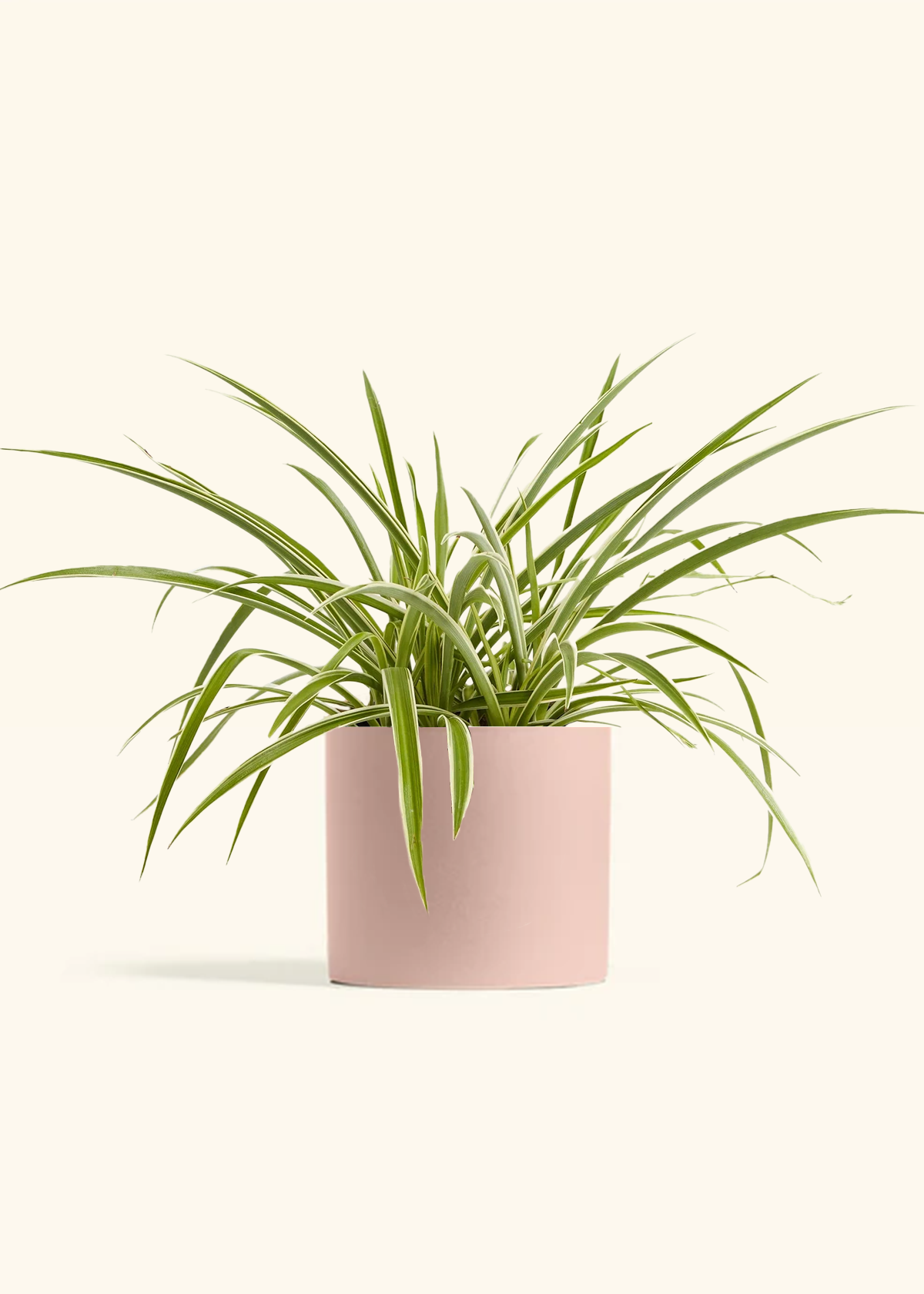 Spider Plant