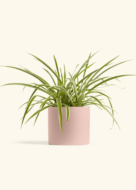 Spider Plant 'Reverse', Medium