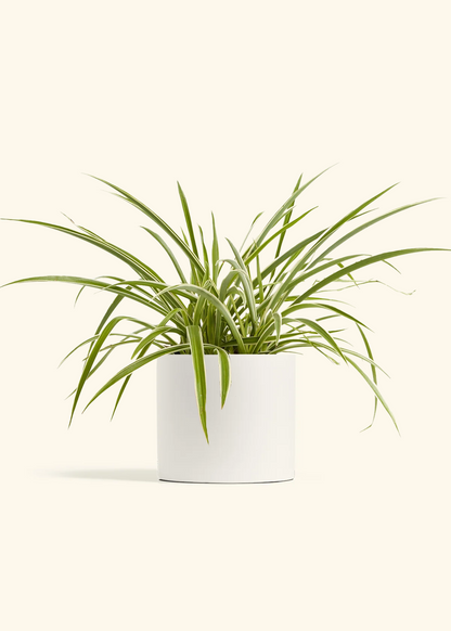 Spider Plant