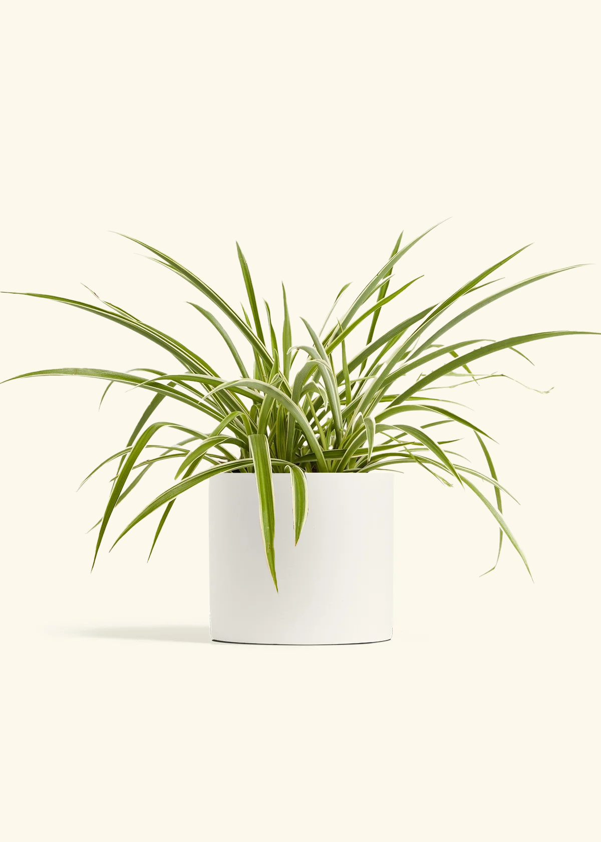 Spider Plant 'Reverse', Medium