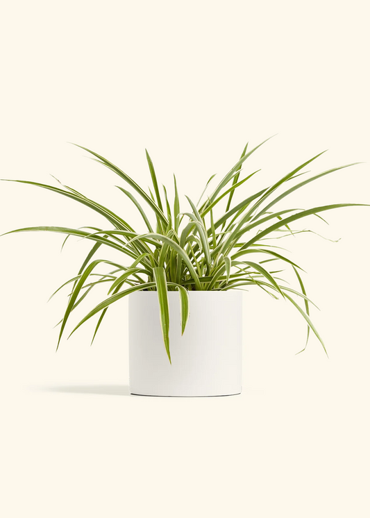 Spider Plant 'Reverse', Medium