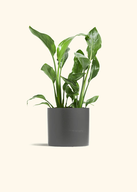 Orange Bird of Paradise, Medium