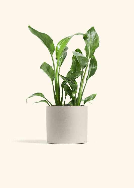 Orange Bird of Paradise, Medium