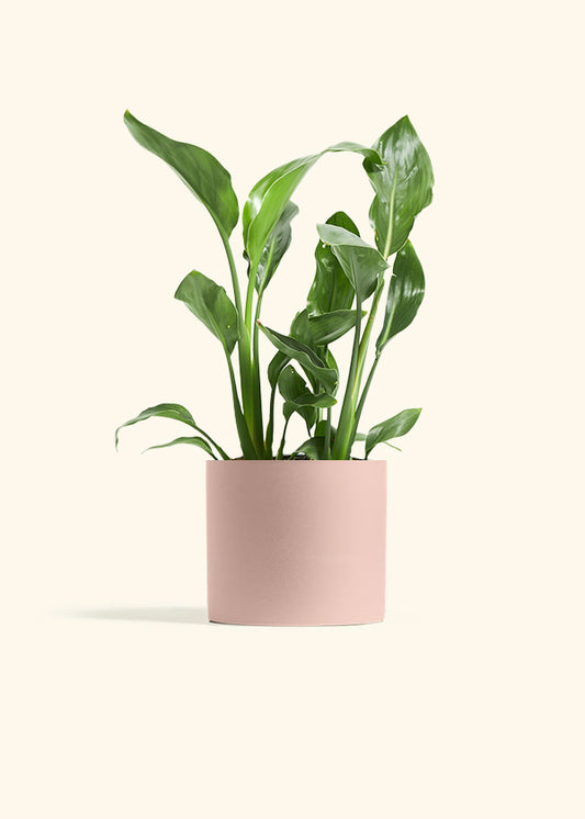 Orange Bird of Paradise, Medium