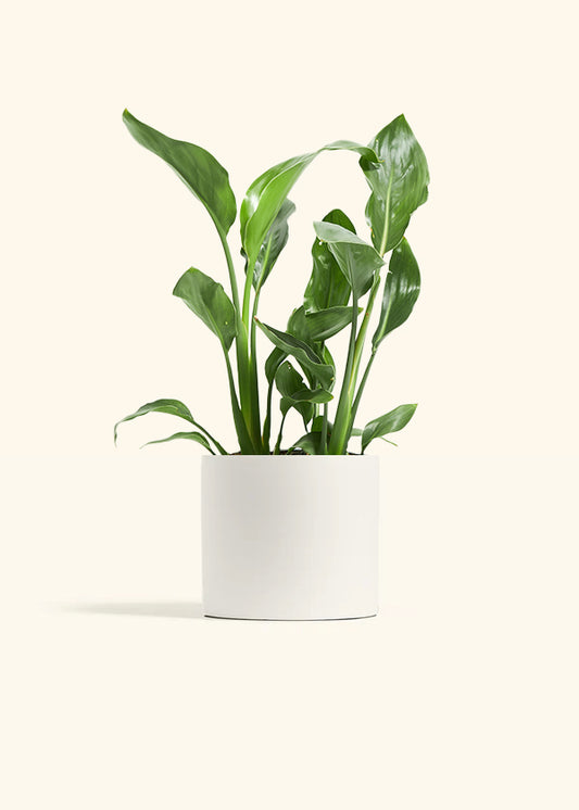 Orange Bird of Paradise, Medium