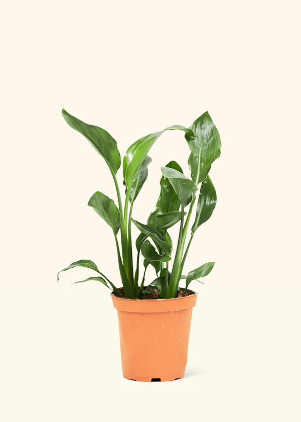 Orange Bird of Paradise, Medium