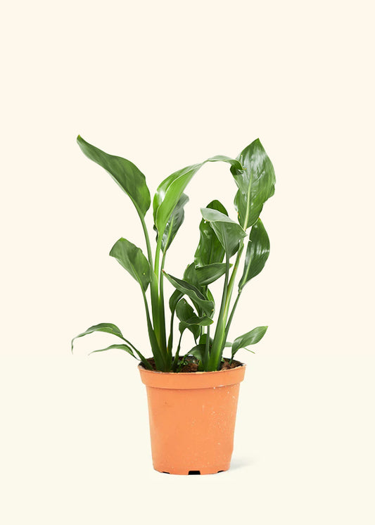 Orange Bird of Paradise, Medium