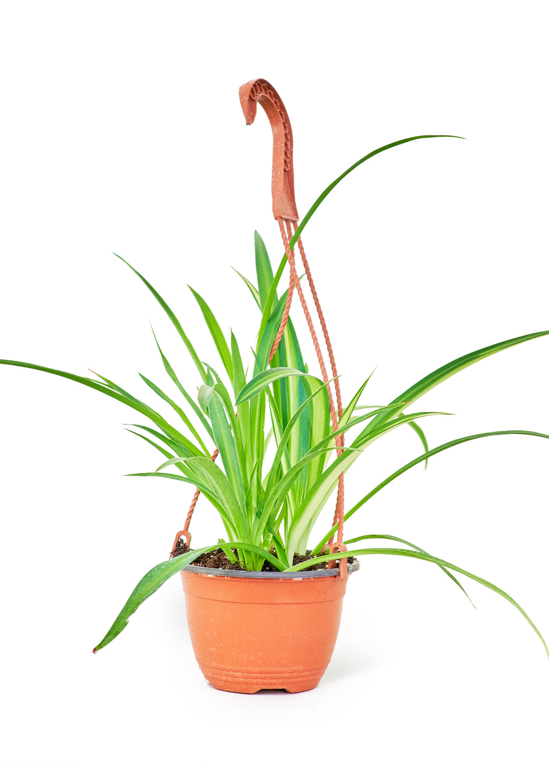 Spider Plant