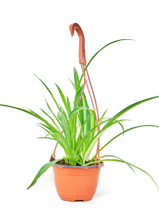 Spider Plant