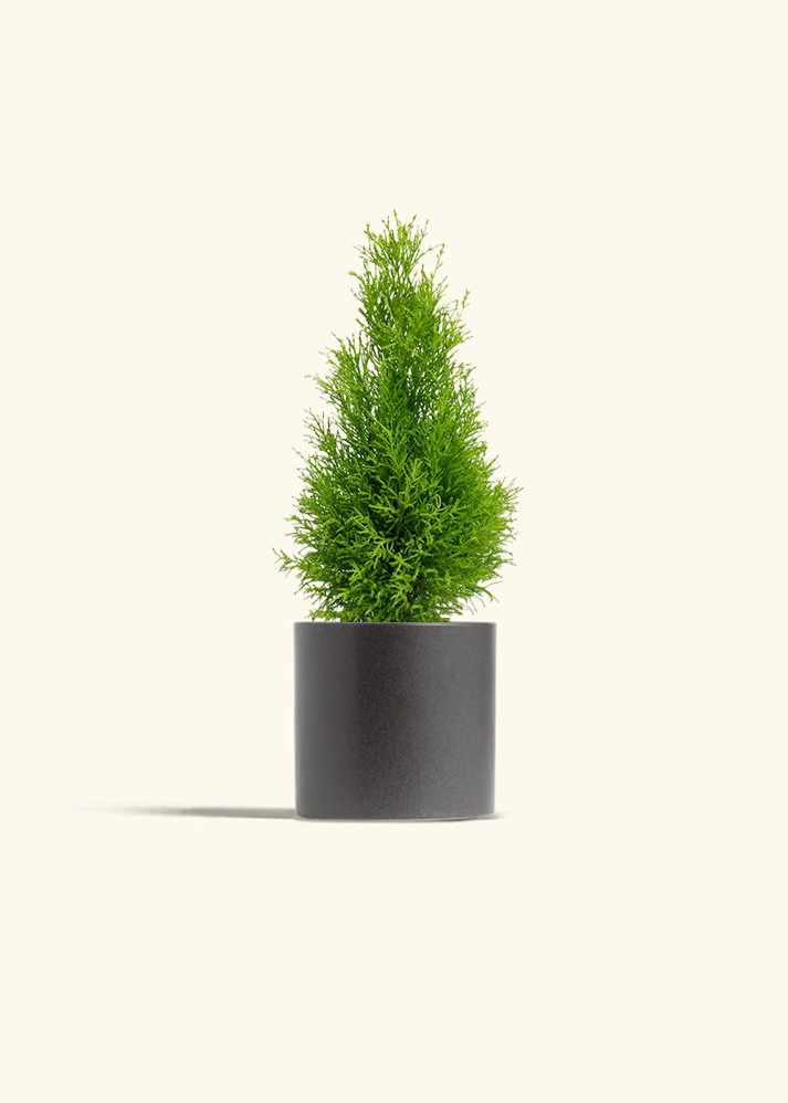 Lemon Cypress, Medium