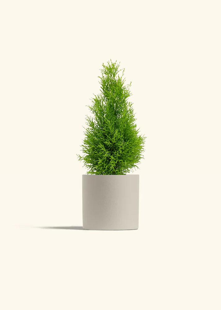 Lemon Cypress, Medium