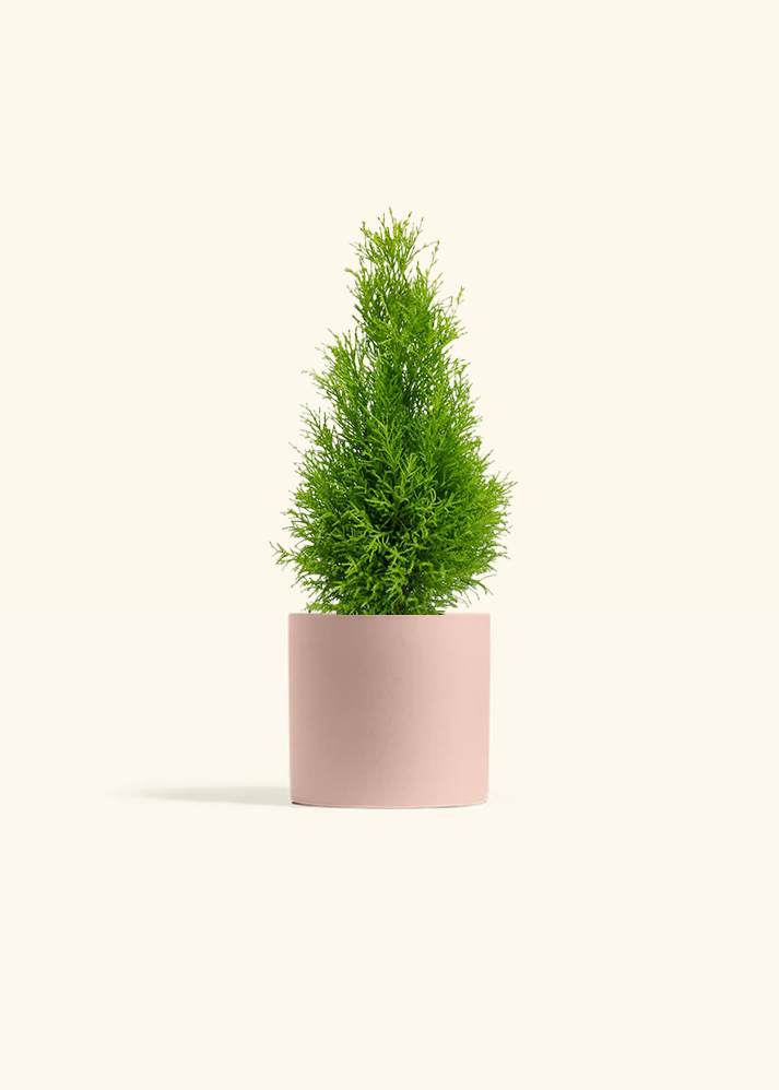 Lemon Cypress, Medium