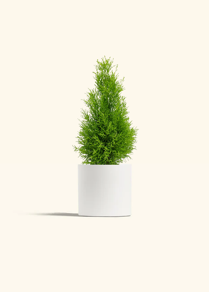 Lemon Cypress, Medium