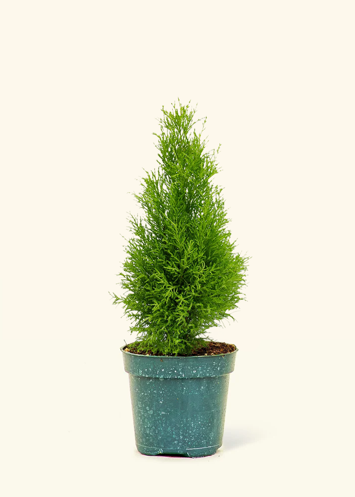 Lemon Cypress, Medium