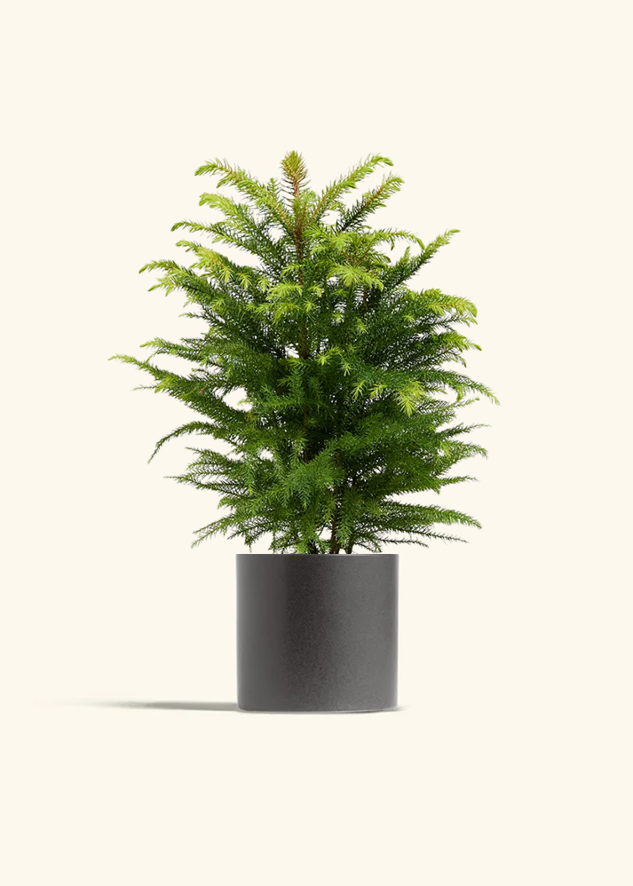 Norfolk Pine, Medium