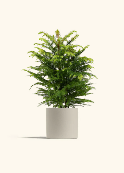 Norfolk Pine
