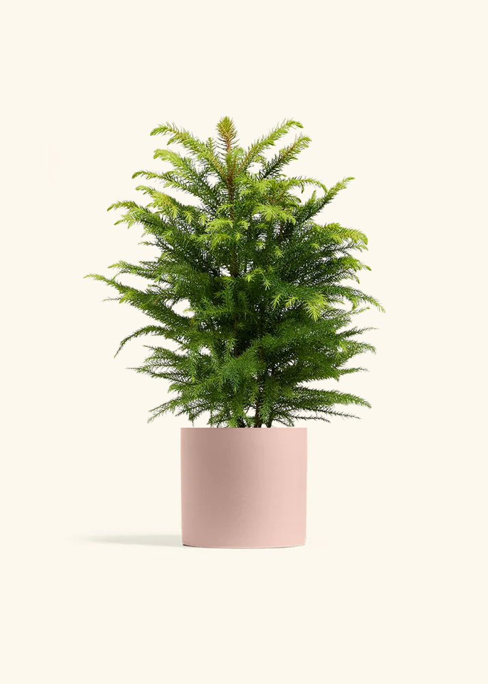 Norfolk Pine, Medium