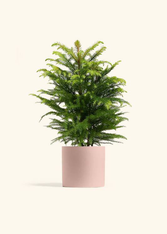 Norfolk Pine, Medium