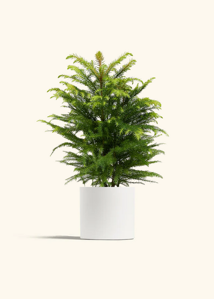 Norfolk Pine