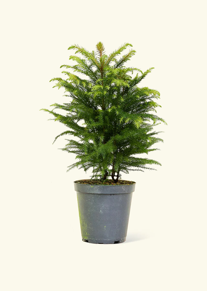 Norfolk Pine