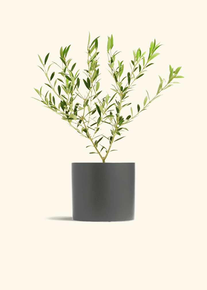 Indoor Olive Tree