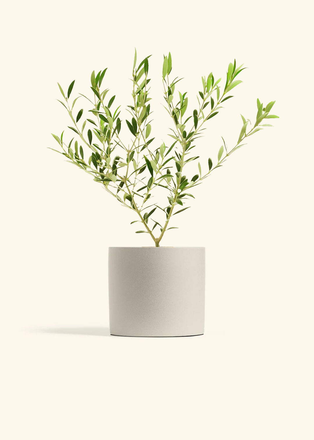 Indoor Olive Tree