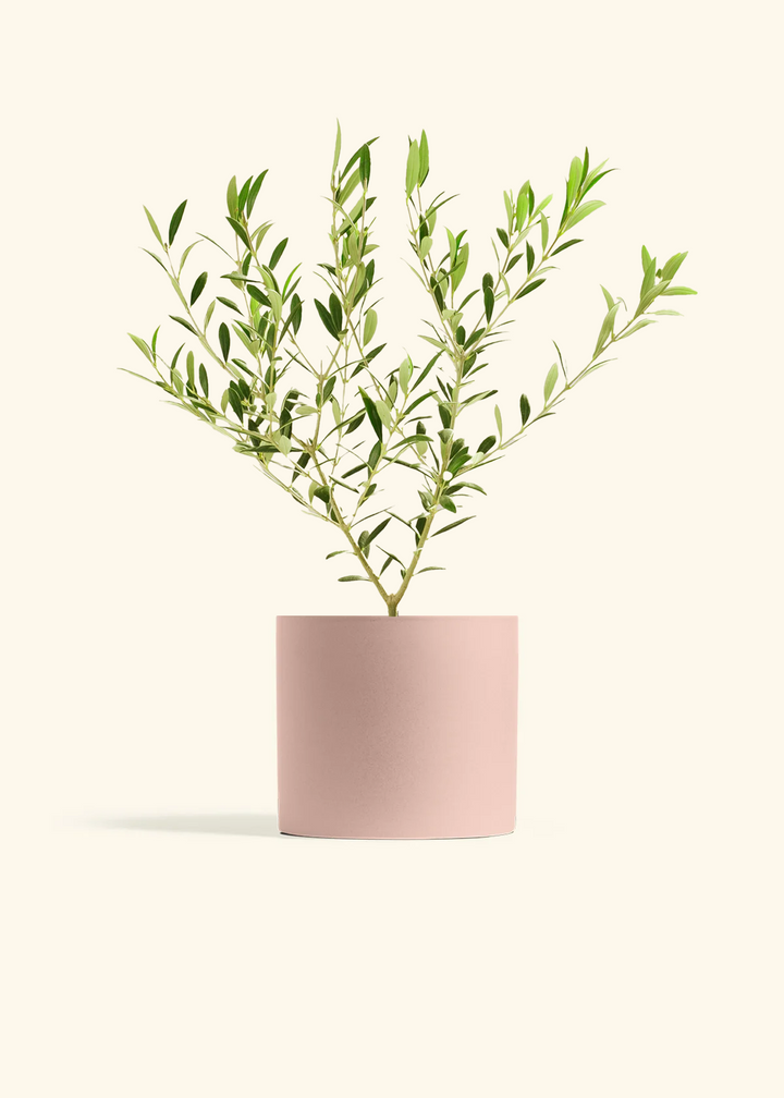 Indoor Olive Tree