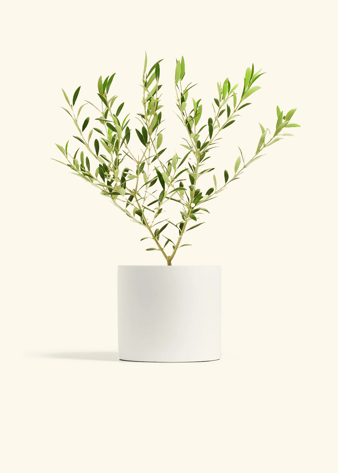 Indoor Olive Tree