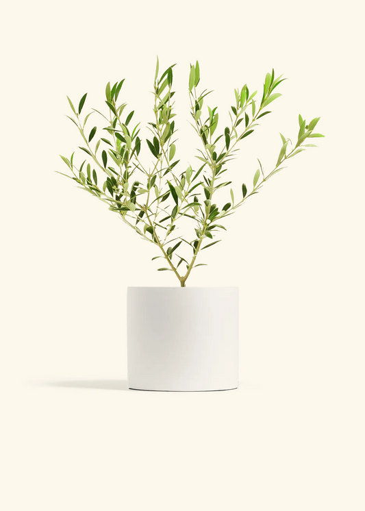 Indoor Olive Tree, Medium
