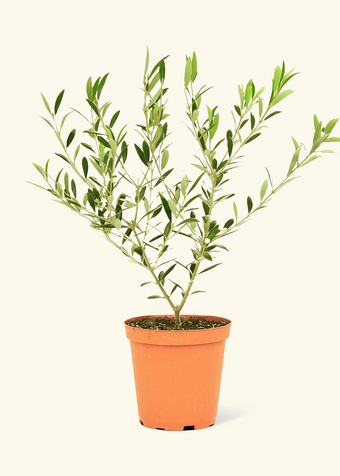 Indoor Olive Tree
