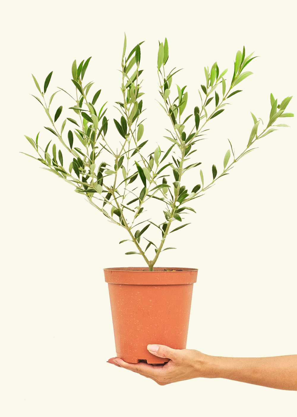 Indoor Olive Tree