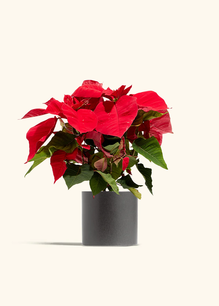 Red Poinsettia, Medium