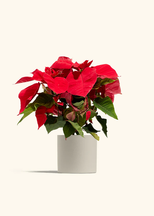 Red Poinsettia, Medium