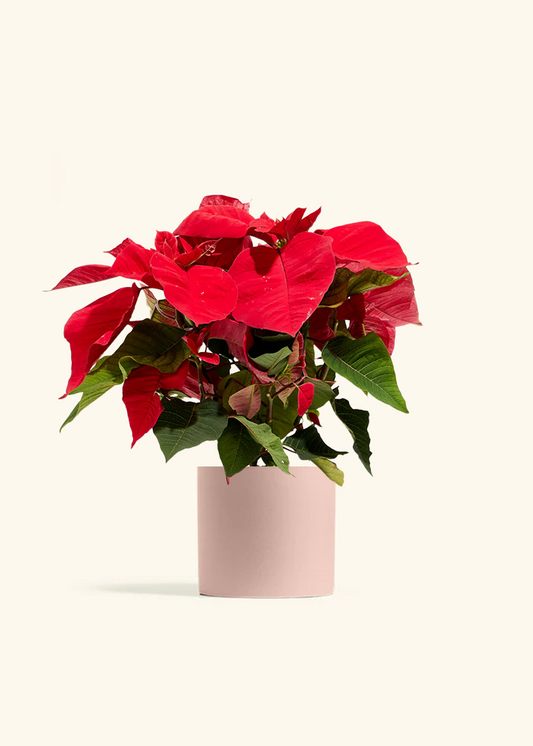 Red Poinsettia, Medium