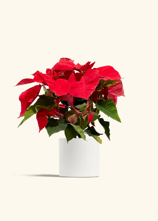 Red Poinsettia, Medium