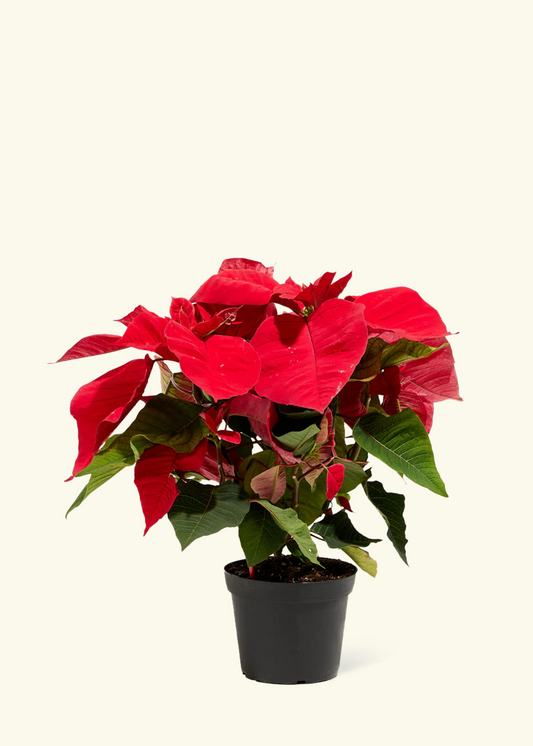 Red Poinsettia, Medium