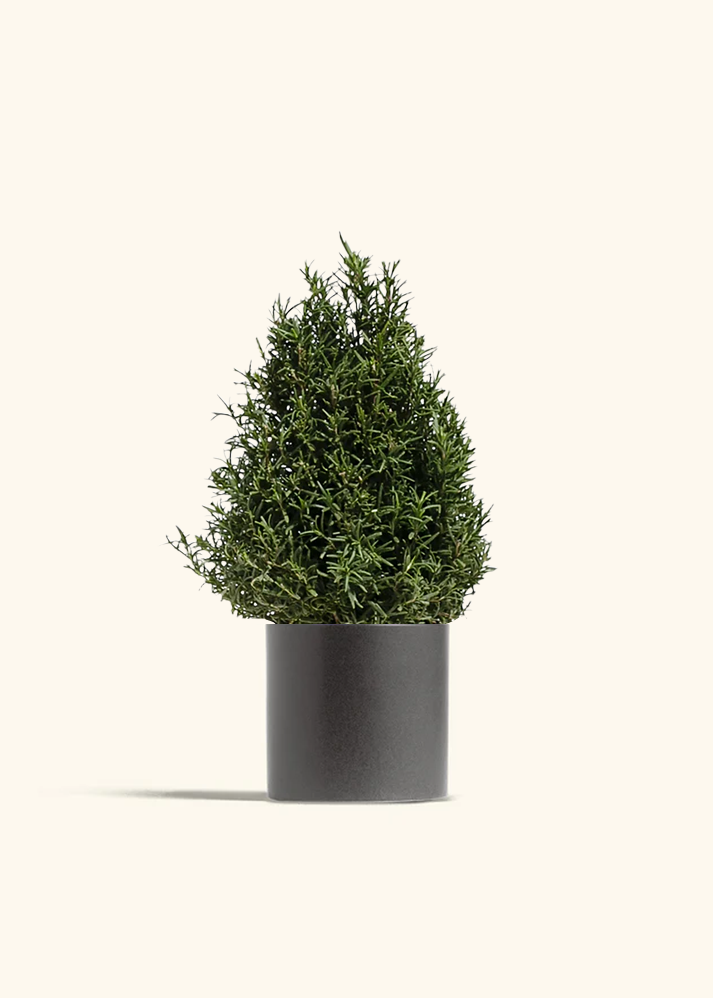 Rosemary Christmas Tree
