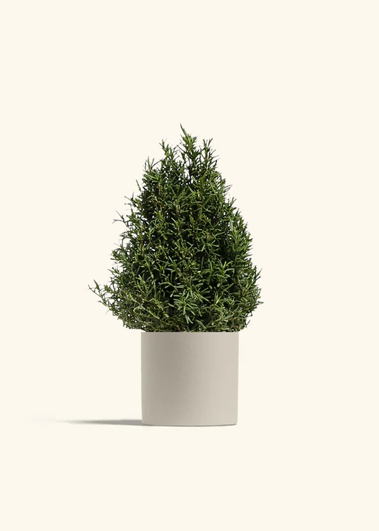 Rosemary Christmas Tree, Medium