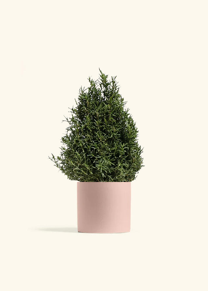 Rosemary Christmas Tree