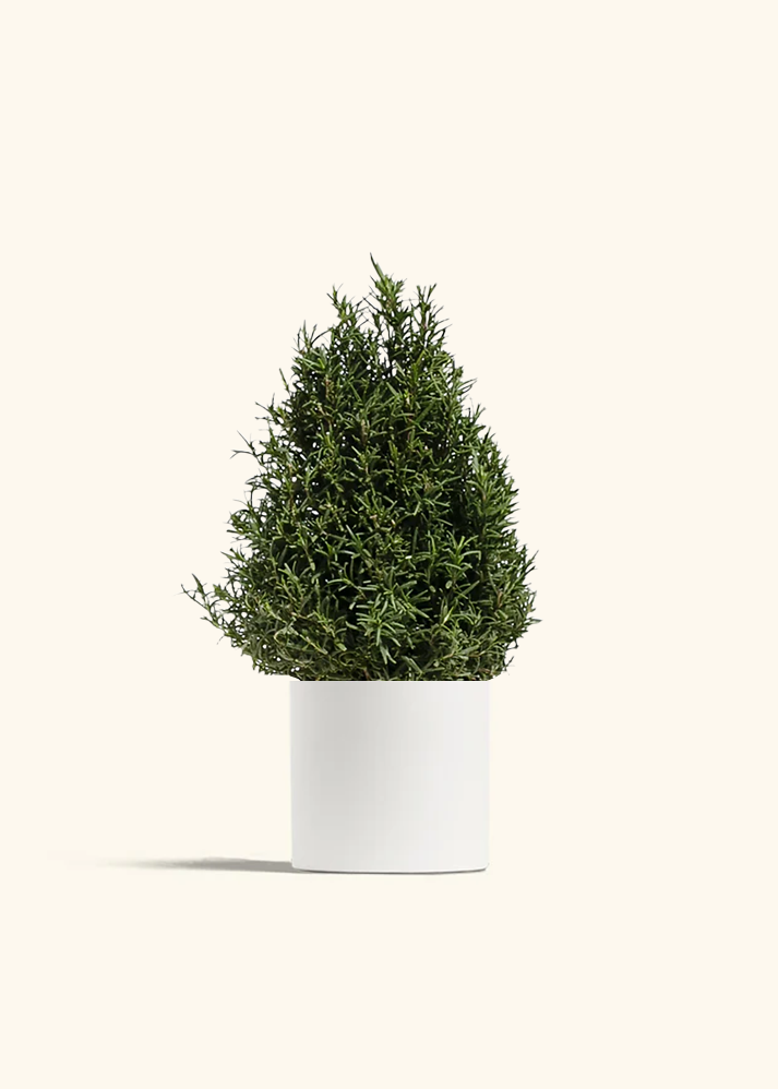 Rosemary Christmas Tree