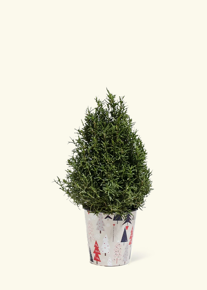 Rosemary Christmas Tree
