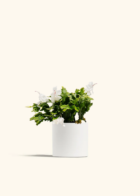 White Christmas Cactus, Medium